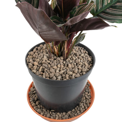 Clay Hydroponic Growing Pebbles for Plants